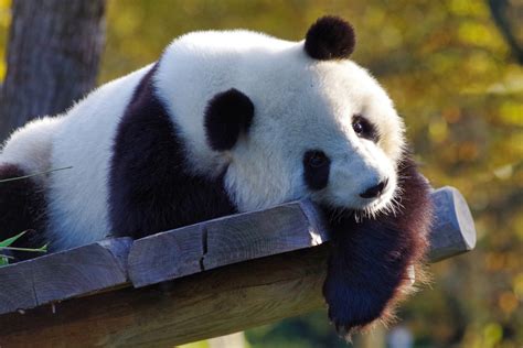 Rüyada Panda Görmek